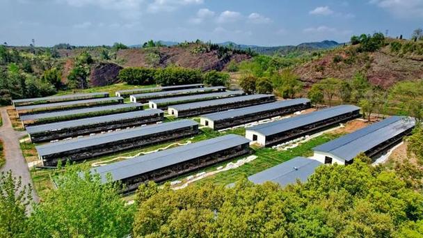 赣州养殖业养什么更好-第3张图片-宁夏农业信息网 赣州养殖业养什么更好-第3张图片-宁夏农业信息网