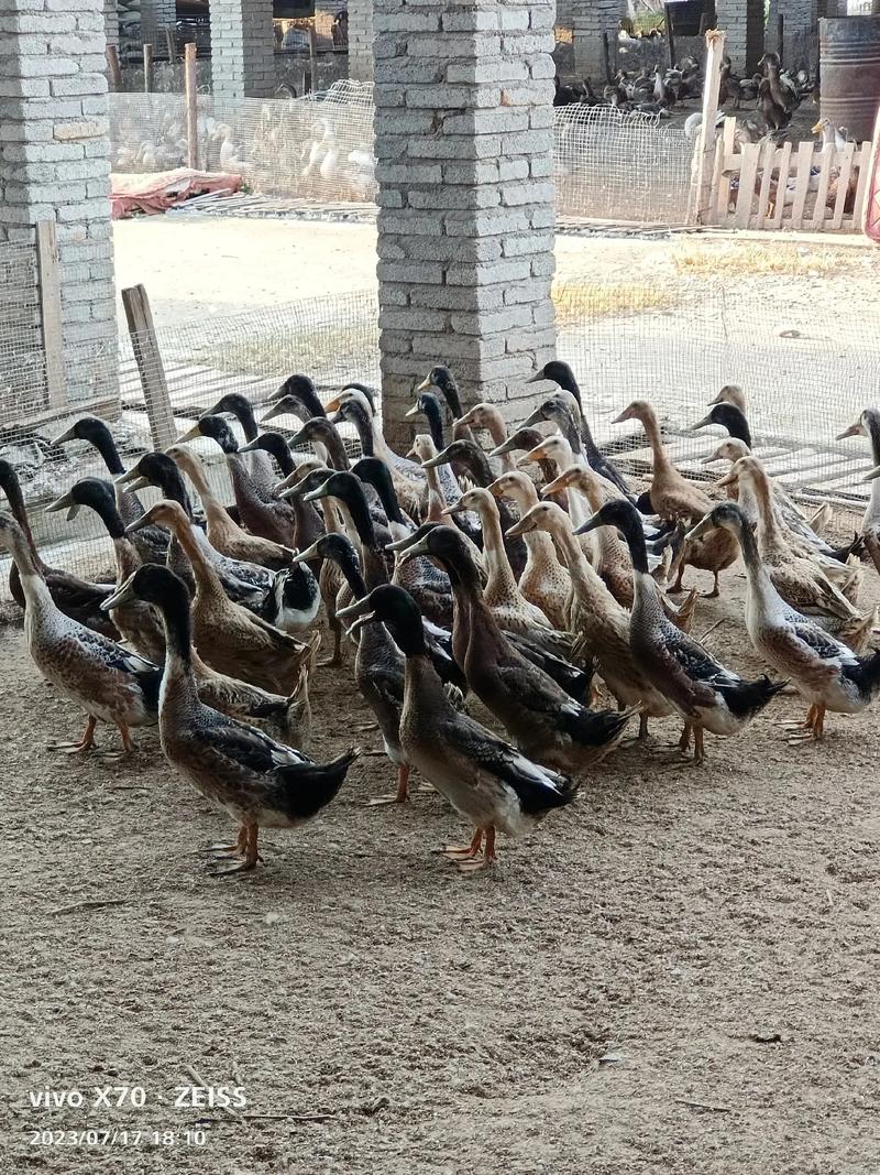 赣州养殖业养什么更好-第2张图片-宁夏农业信息网 赣州养殖业养什么更好-第2张图片-宁夏农业信息网