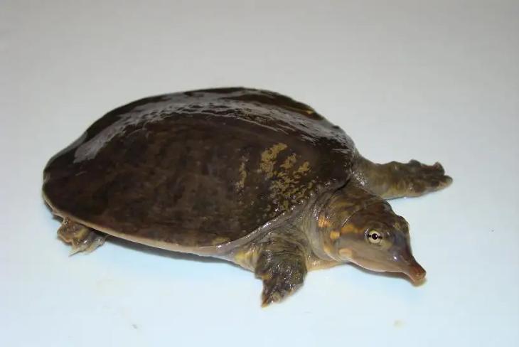 山瑞鳖适合什么地方养殖-第3张图片-宁夏农业信息网 山瑞鳖适合什么地方养殖-第3张图片-宁夏农业信息网