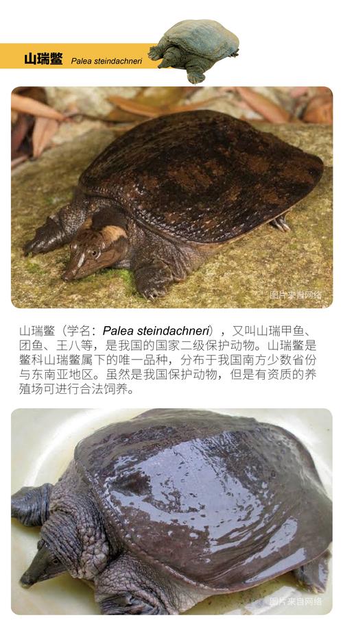 山瑞鳖适合什么地方养殖-第2张图片-宁夏农业信息网 山瑞鳖适合什么地方养殖-第2张图片-宁夏农业信息网