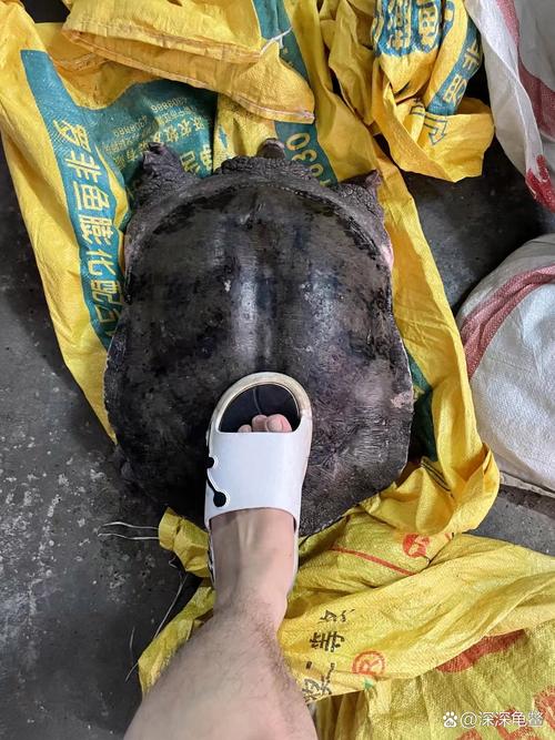 山瑞鳖适合什么地方养殖-第1张图片-宁夏农业信息网 山瑞鳖适合什么地方养殖-第1张图片-宁夏农业信息网