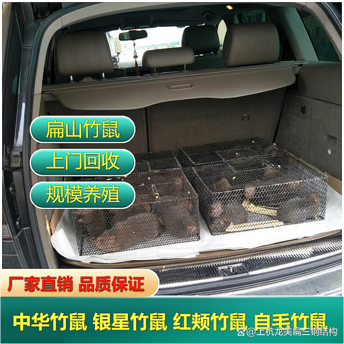 广西竹鼠卖价格多少-第3张图片-宁夏农业信息网