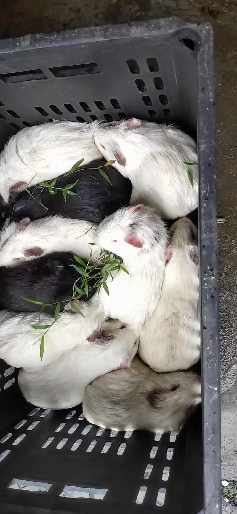 广西竹鼠卖价格多少-第2张图片-宁夏农业信息网