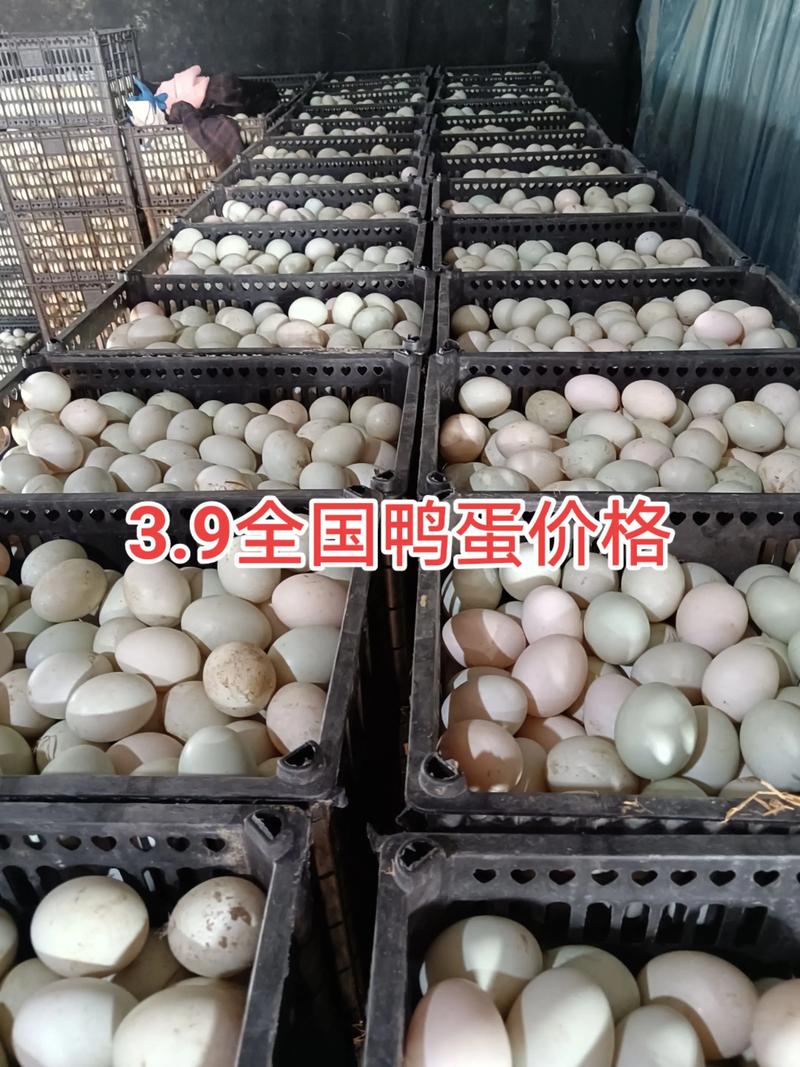 土鸭蛋什么价格是多少-第2张图片-宁夏农业信息网