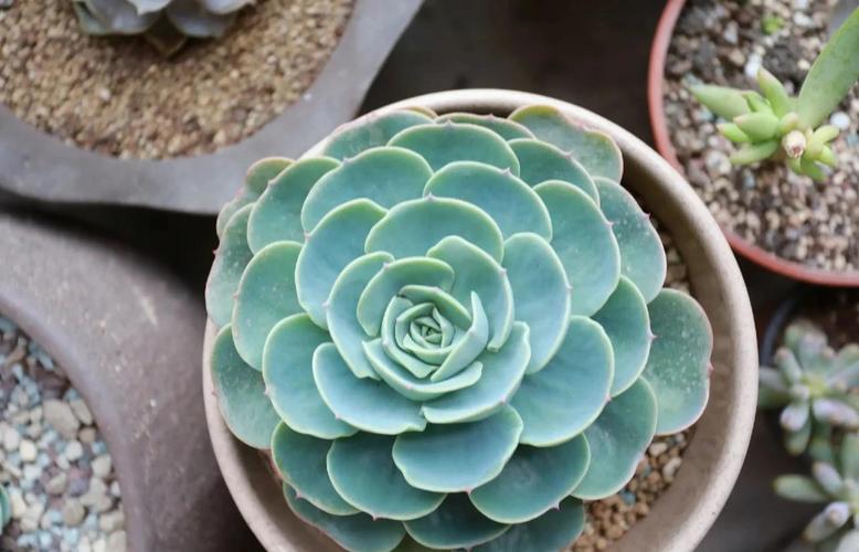 多肉玉蝶价格多少-第1张图片-宁夏农业信息网 多肉玉蝶价格多少-第1张图片-宁夏农业信息网