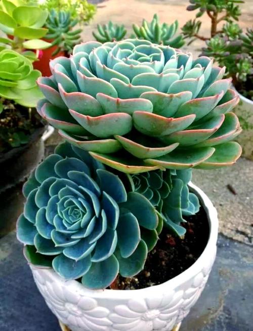 多肉玉蝶价格多少-第3张图片-宁夏农业信息网 多肉玉蝶价格多少-第3张图片-宁夏农业信息网