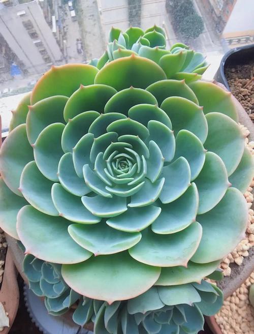 多肉玉蝶价格多少-第2张图片-宁夏农业信息网