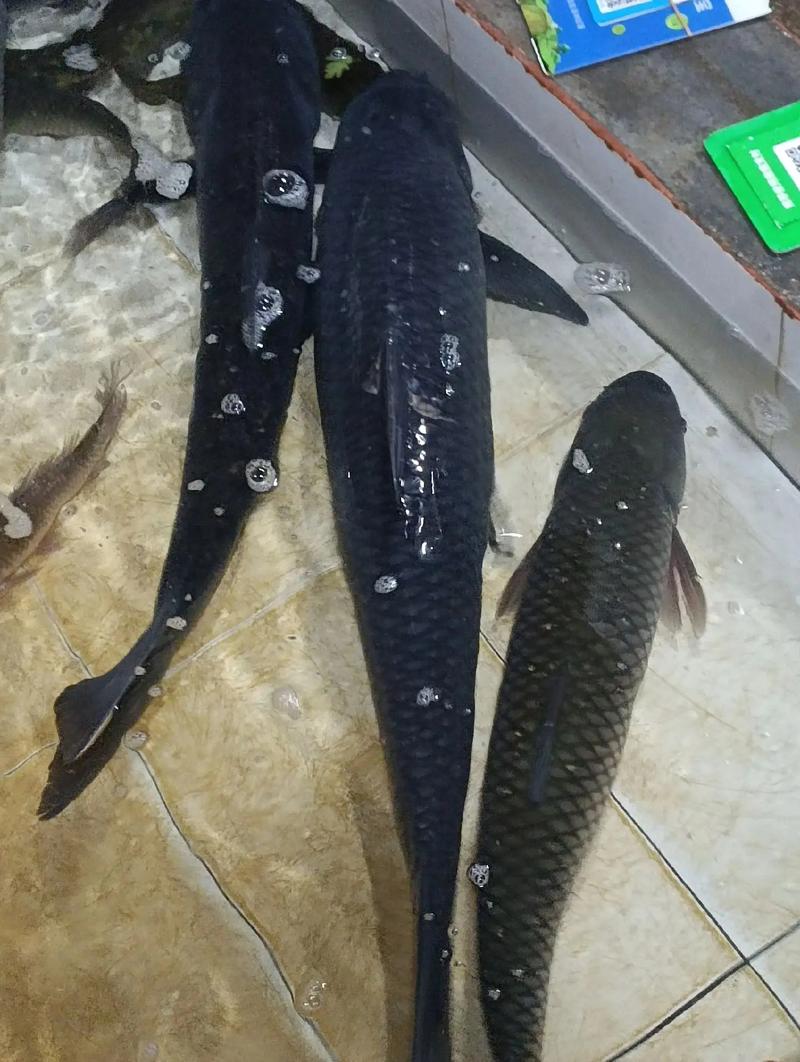 养殖黑鱼种什么草最好-第1张图片-宁夏农业信息网