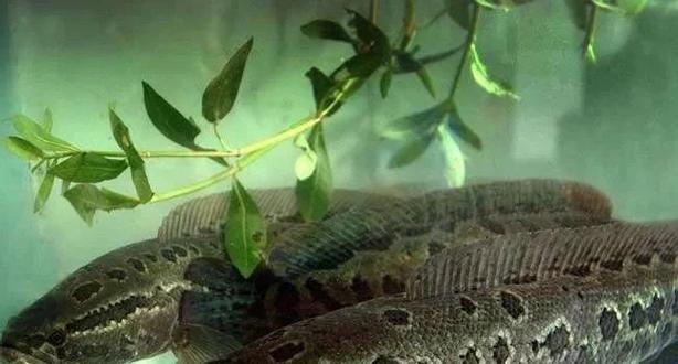 养殖黑鱼种什么草最好-第3张图片-宁夏农业信息网