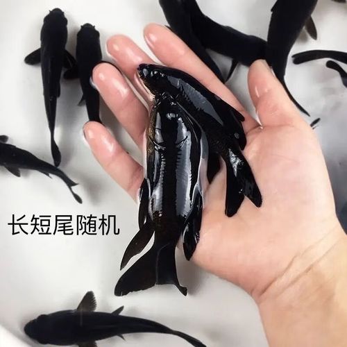 养殖黑鱼种什么草最好-第2张图片-宁夏农业信息网