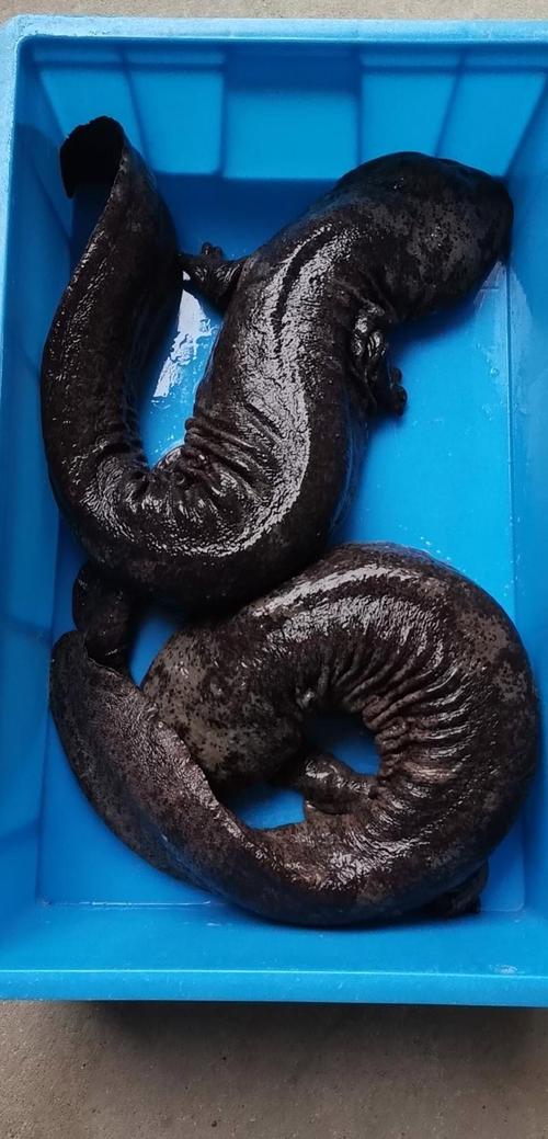 人工养殖娃娃鱼长什么-第2张图片-宁夏农业信息网