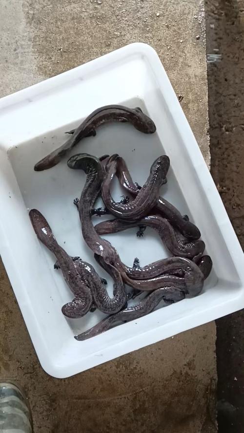 人工养殖娃娃鱼长什么-第3张图片-宁夏农业信息网