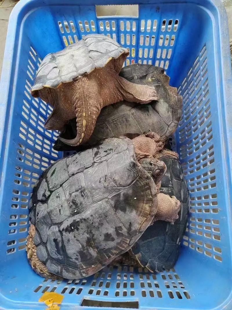 2010石金钱多少价格-第1张图片-宁夏农业信息网