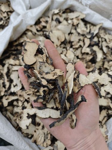 猪苓商品价格是多少-第2张图片-宁夏农业信息网 猪苓商品价格是多少-第2张图片-宁夏农业信息网