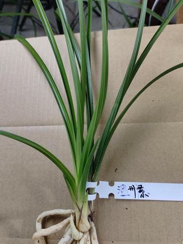 温州素兰花价格多少-第1张图片-宁夏农业信息网