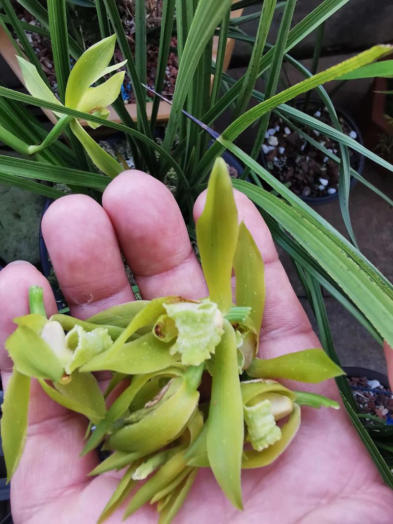 温州素兰花价格多少-第3张图片-宁夏农业信息网