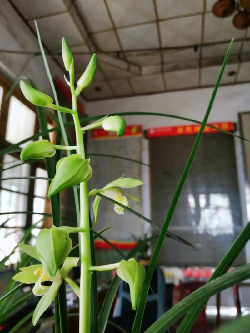 温州素兰花价格多少-第2张图片-宁夏农业信息网