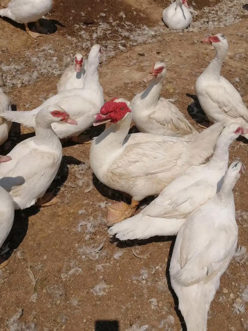 洋鸭喂什么饲料-第1张图片-宁夏农业信息网