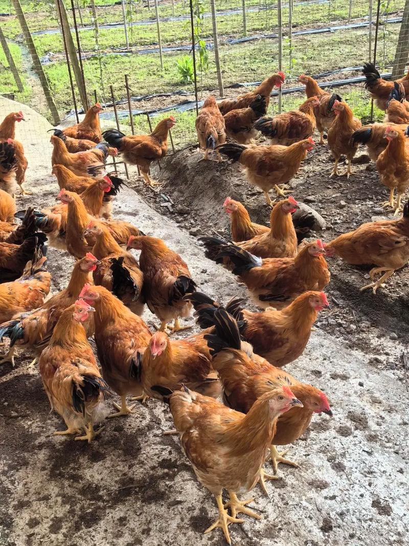 洋鸭喂什么饲料-第2张图片-宁夏农业信息网