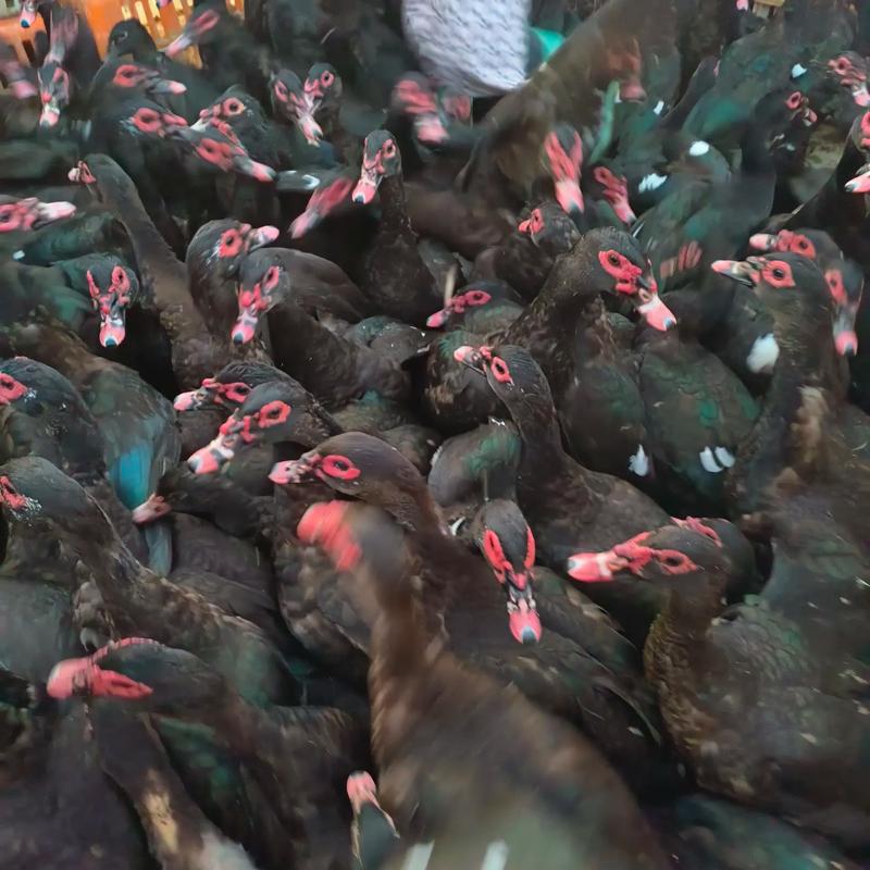 洋鸭喂什么饲料-第3张图片-宁夏农业信息网 洋鸭喂什么饲料-第3张图片-宁夏农业信息网