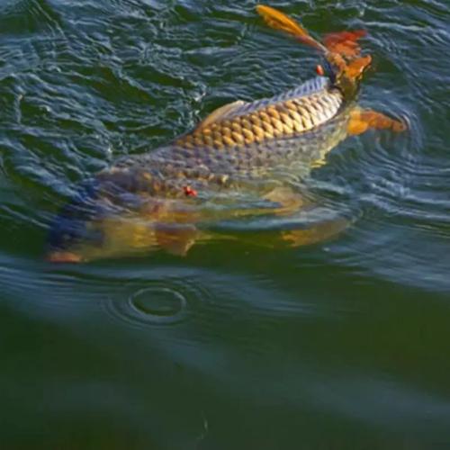 福建山区水田养殖什么鱼-第2张图片-宁夏农业信息网