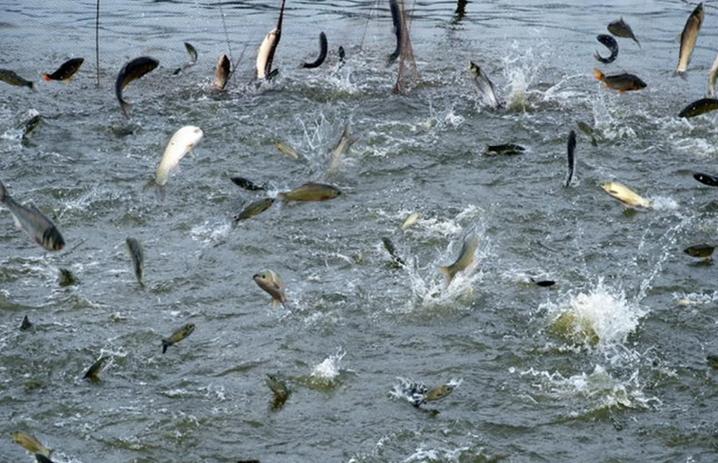 福建山区水田养殖什么鱼-第3张图片-宁夏农业信息网