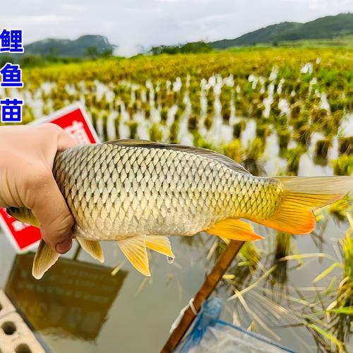 福建山区水田养殖什么鱼-第1张图片-宁夏农业信息网