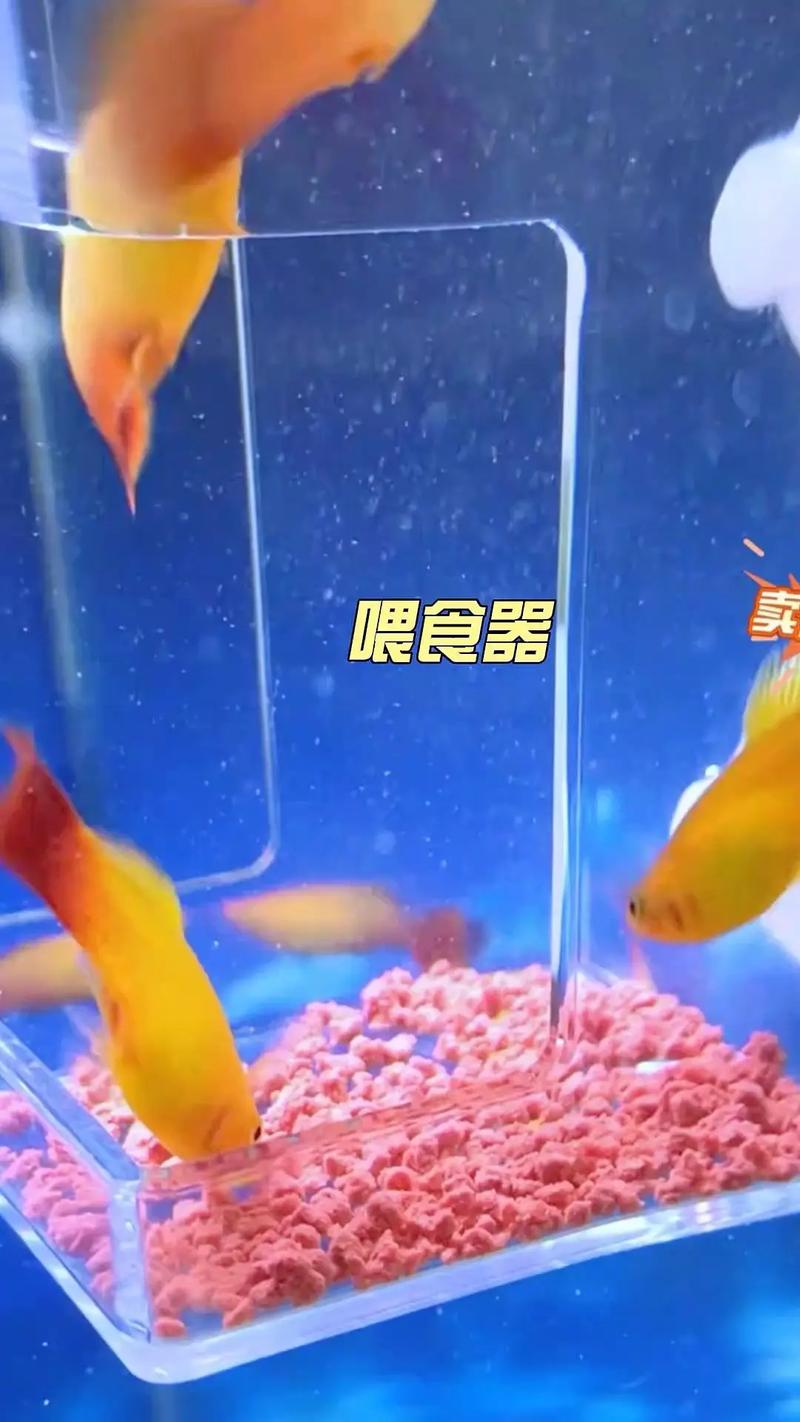 没有鱼饲料用什么喂鱼-第3张图片-宁夏农业信息网