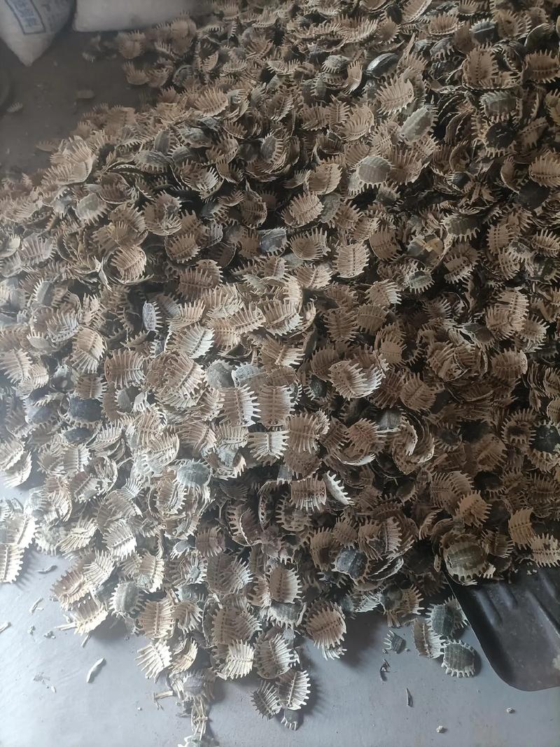 甲鱼壳的价格为多少-第2张图片-宁夏农业信息网