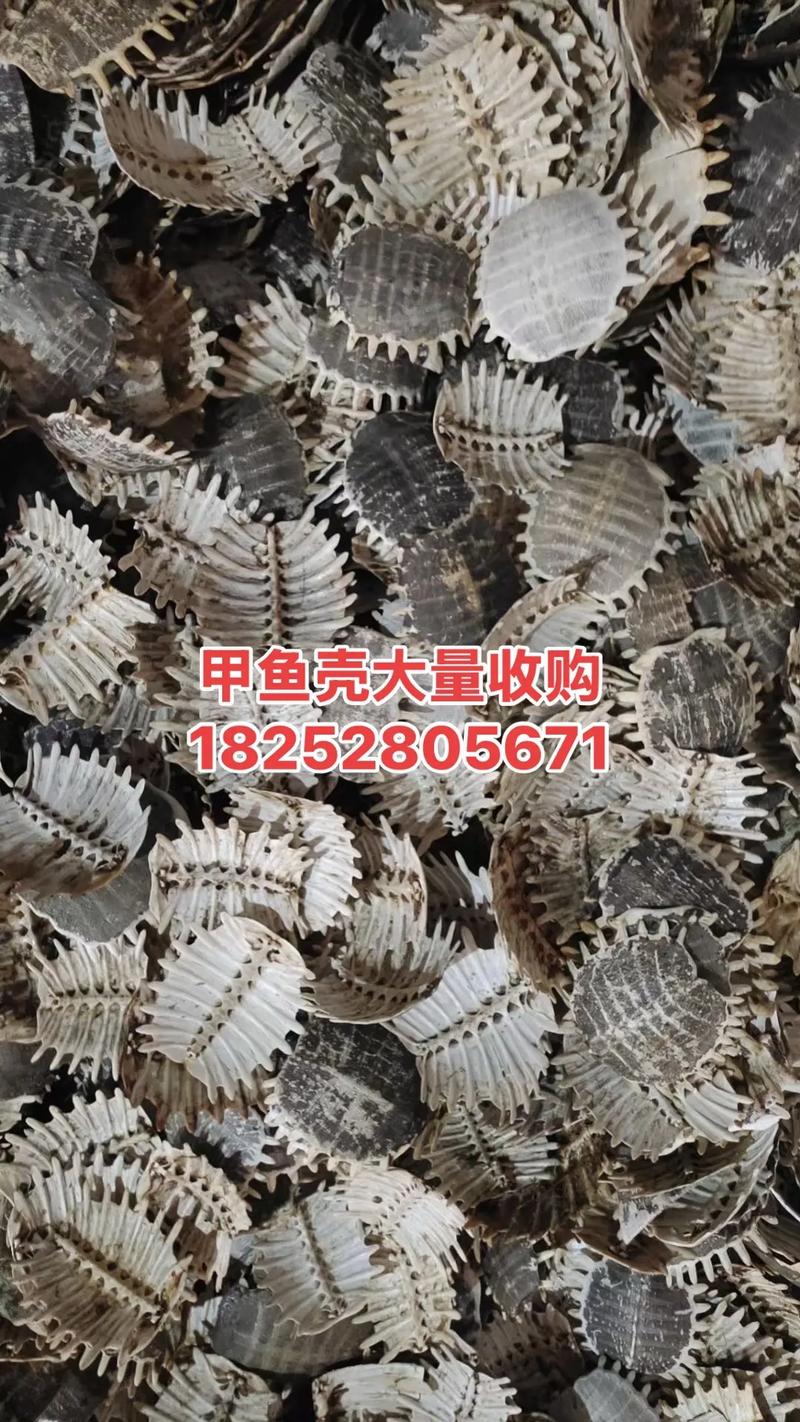 甲鱼壳的价格为多少-第1张图片-宁夏农业信息网