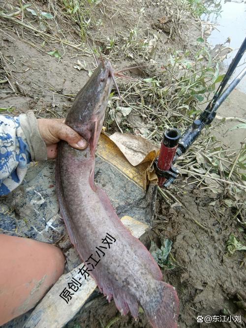 胡子鲶鱼的价格是多少-第2张图片-宁夏农业信息网