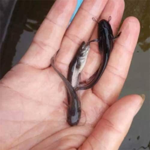 胡子鲶鱼的价格是多少-第3张图片-宁夏农业信息网