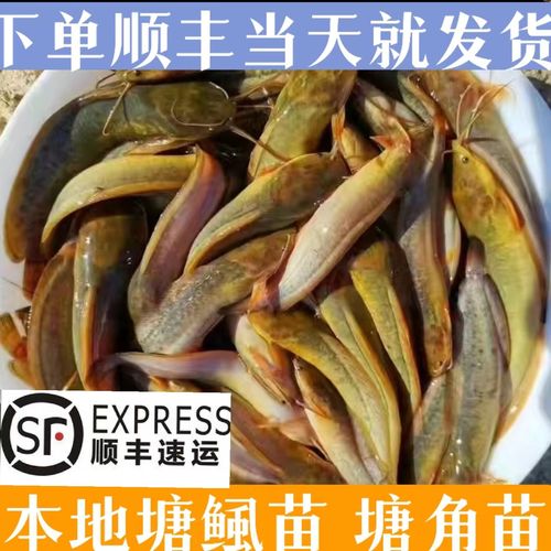 胡子鲶鱼的价格是多少-第1张图片-宁夏农业信息网