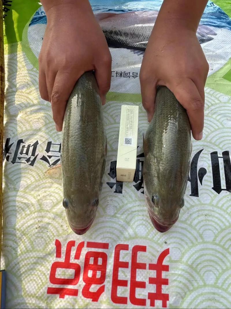 加州鲈吃什么饲料-第3张图片-宁夏农业信息网 加州鲈吃什么饲料-第3张图片-宁夏农业信息网