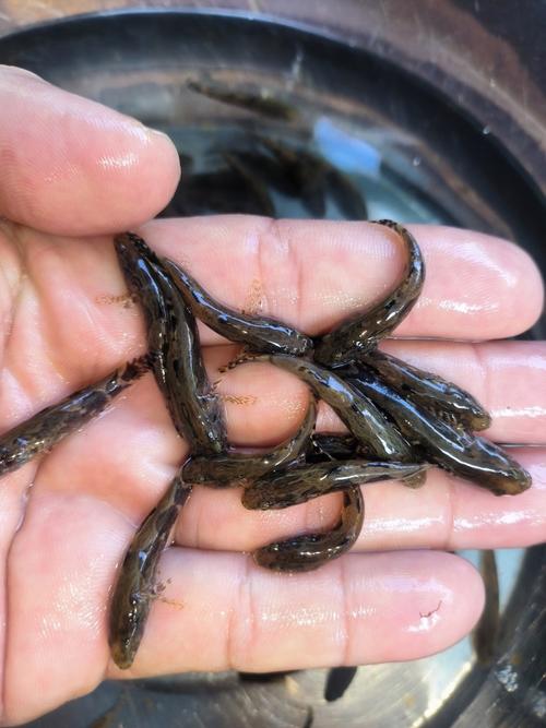 长吻鲵苗价格多少-第2张图片-宁夏农业信息网