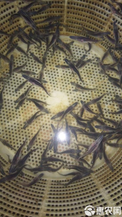 长吻鲵苗价格多少-第3张图片-宁夏农业信息网