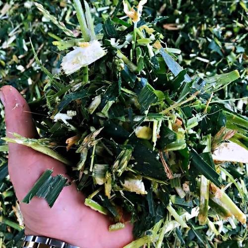 青饲料中缺少的维生素是什么-第1张图片-宁夏农业信息网