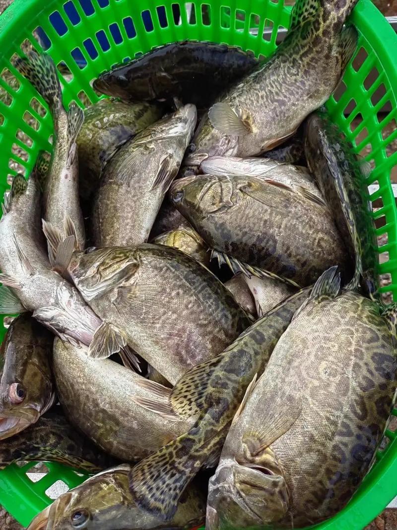 群丰鱼饲料价格多少-第2张图片-宁夏农业信息网