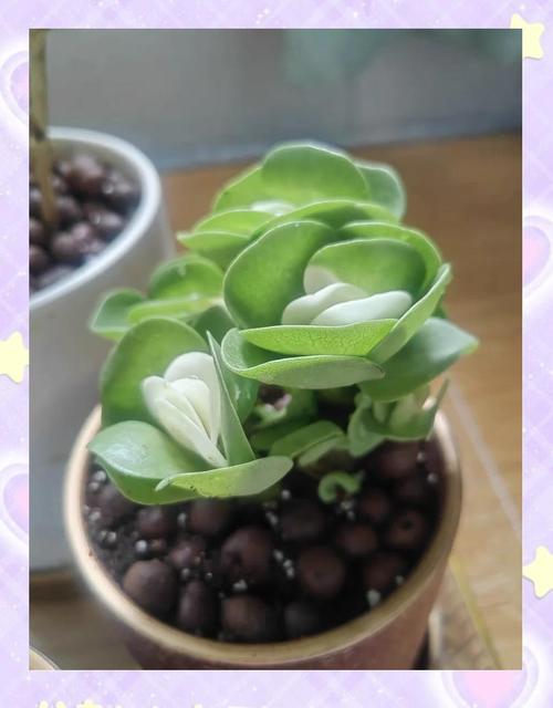 金钱木价格多少钱-第2张图片-宁夏农业信息网