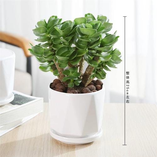 金钱木价格多少钱-第3张图片-宁夏农业信息网