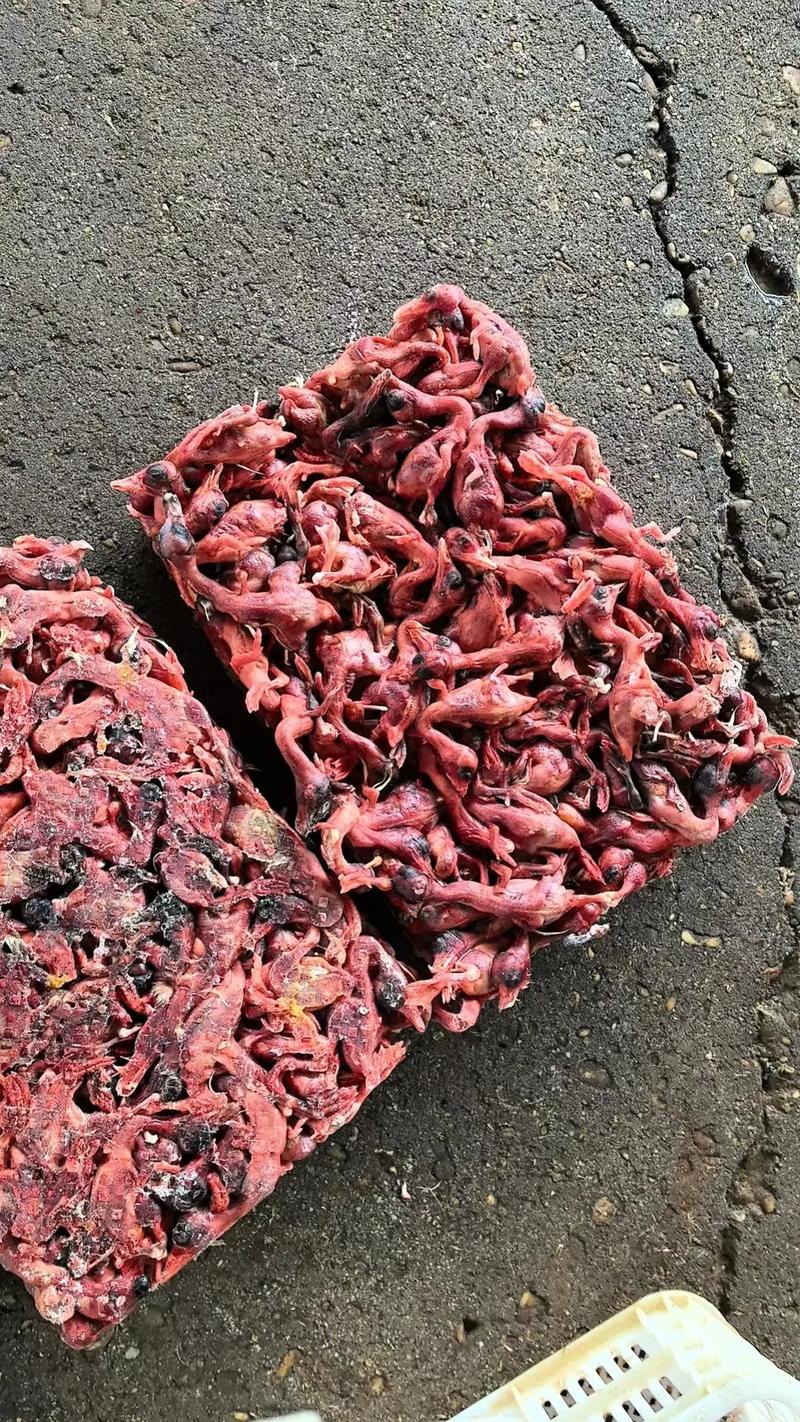 蛇的饲料是什么-第3张图片-宁夏农业信息网