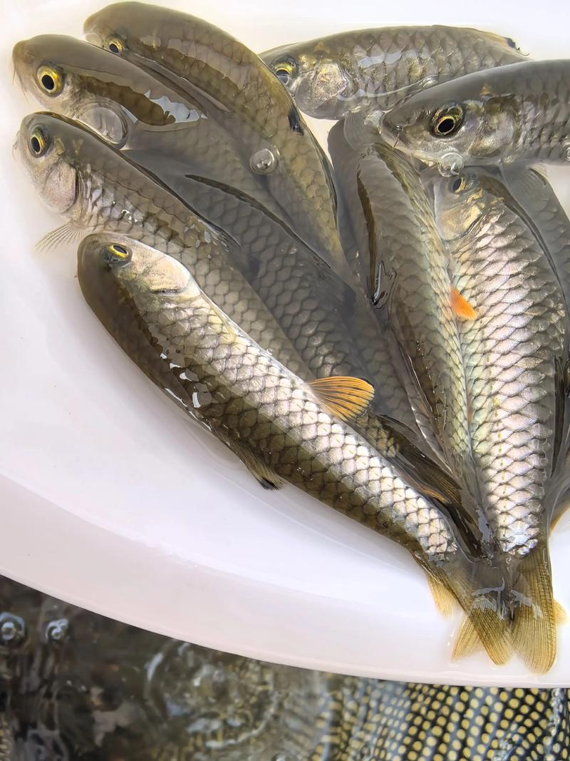 养殖的鱼查出什么超标-第2张图片-宁夏农业信息网