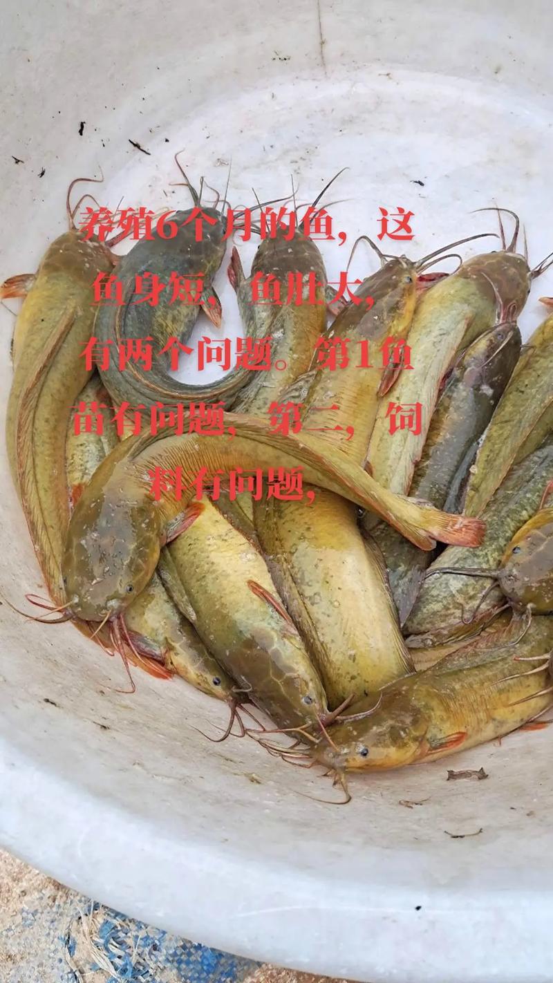 养殖的鱼查出什么超标-第3张图片-宁夏农业信息网