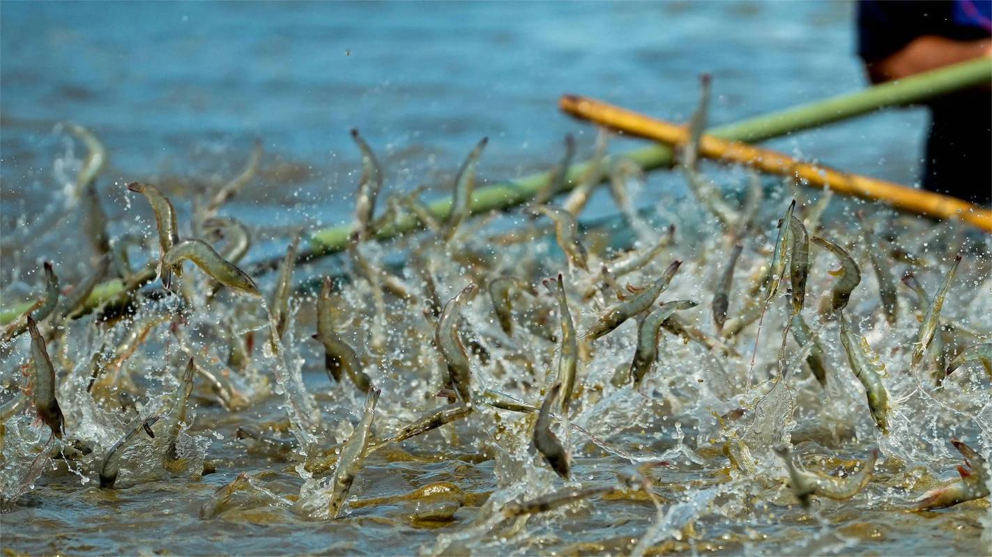 什么虾养殖效益高-第2张图片-宁夏农业信息网