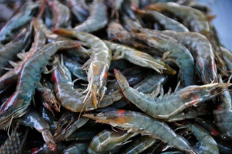 什么虾养殖效益高-第3张图片-宁夏农业信息网