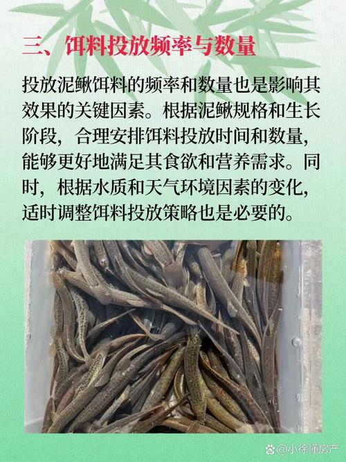 泥鳅饲料需要什么配料-第2张图片-宁夏农业信息网 泥鳅饲料需要什么配料-第2张图片-宁夏农业信息网