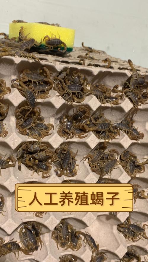 蝎子吃什么家养饲料-第3张图片-宁夏农业信息网