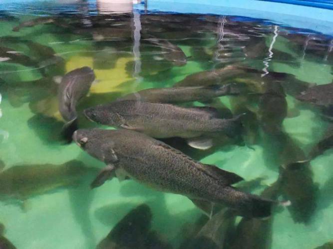 养殖水体为肥水时应主养什么鱼-第2张图片-宁夏农业信息网