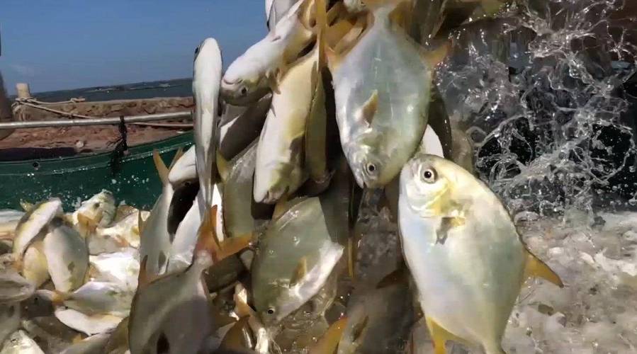 养殖金鲳鱼喂什么饲料-第3张图片-宁夏农业信息网