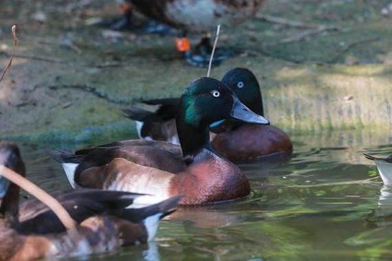 鸭饲料养鸭人吃多鸭有什么-第2张图片-宁夏农业信息网